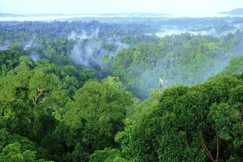 Full Day Trip of Brunei Ulu Temburong National Park including Canopy Walk 5