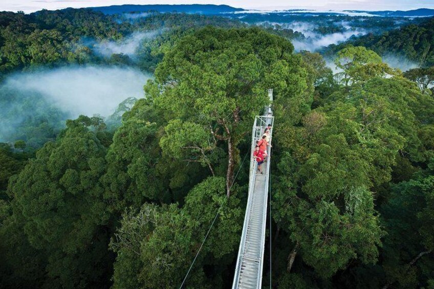 Canopy Walk 2