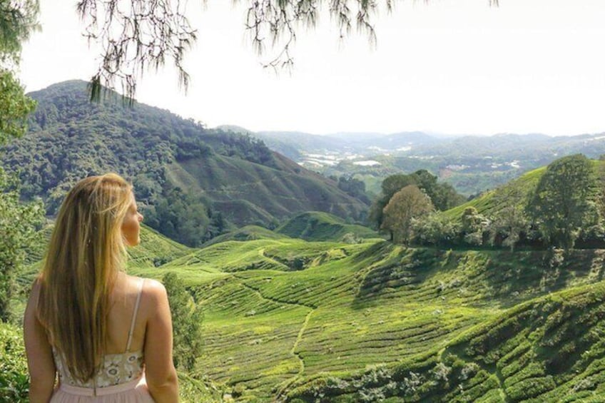 Escape the heat and visit a tea plantation in the rolling hills of the Cameron Highlands 1