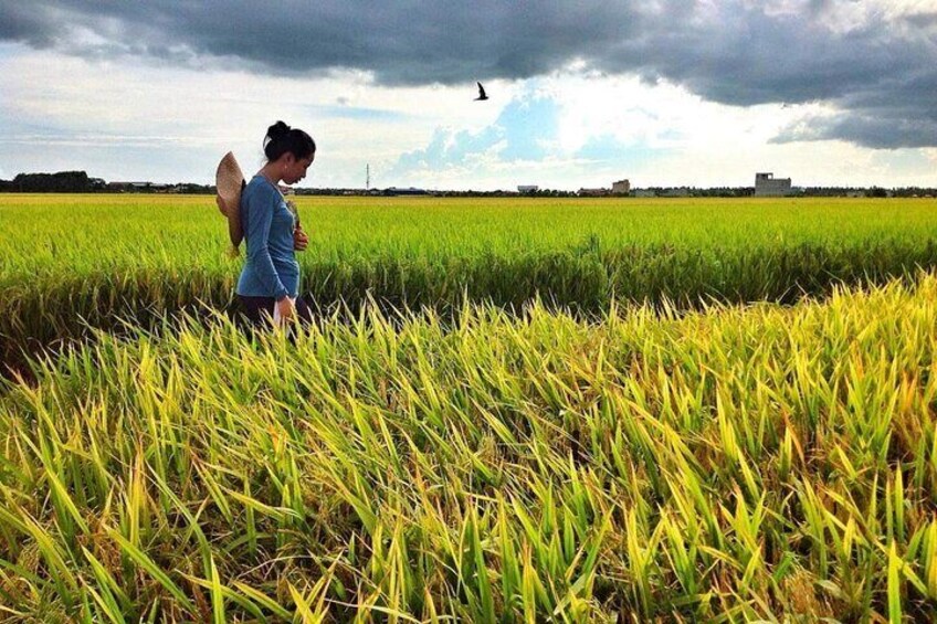 Scenic paddy field view 1