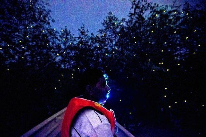 Glorious & glistening fireflies along mangrove swamps 1