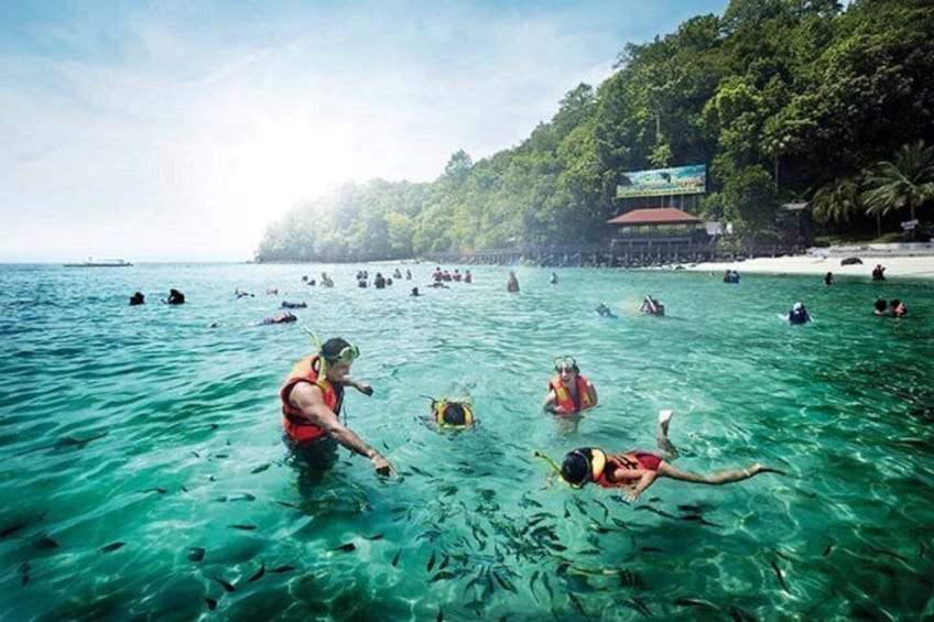 A group of people swimming and snorkeling in clear turquoise water, with a beach and lush greenery in the background. 1