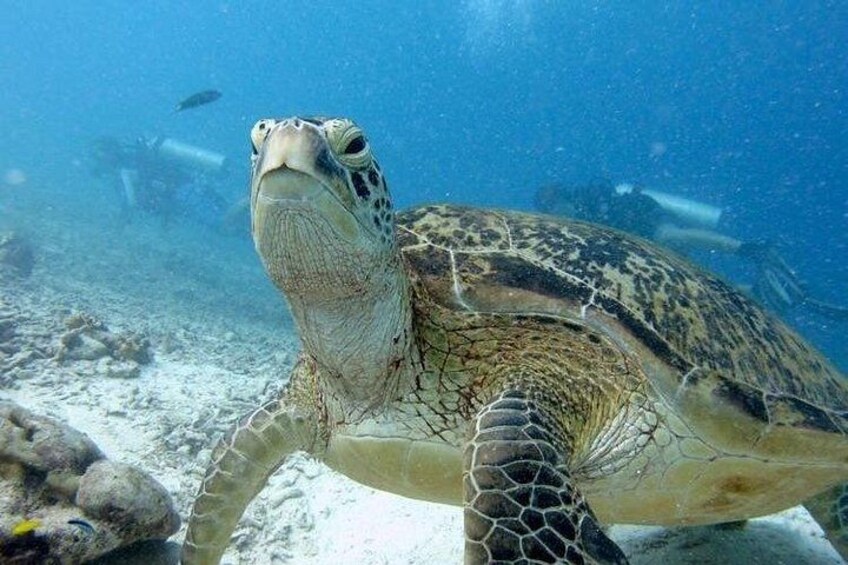 A sea turtle swimming underwater with a diver in the background. 2