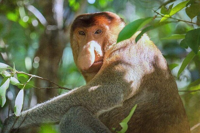A monkey in a forested area with green foliage. 1