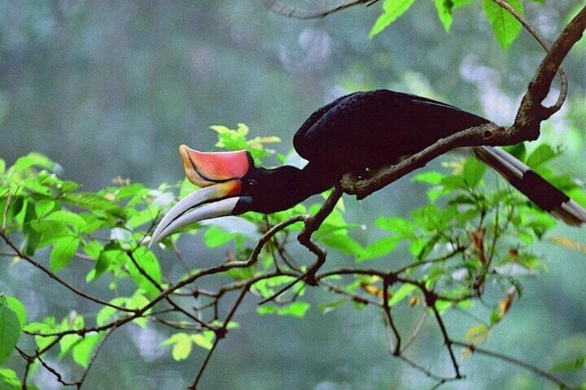 A toucan perched on a branch in a forest. 4