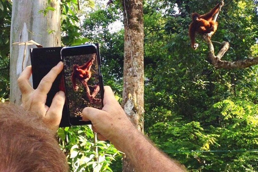 A person holding a smartphone, capturing a red animal in a tree. 4