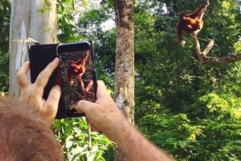 Sarawak Orangutan Semenggoh Wildlife Centre Tour 5