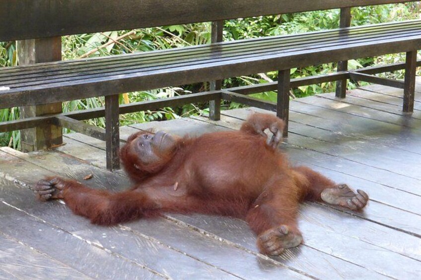 An orangutan lying on a wooden deck. 3