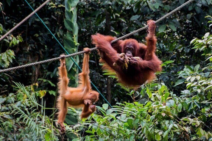 Semenggoh Wildlife Centre Tour: Discover Sarawak’s Orangutans 1