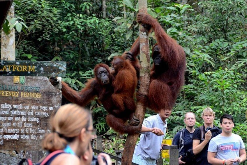 Orangutans climbing a tree with a sign in the background. 5