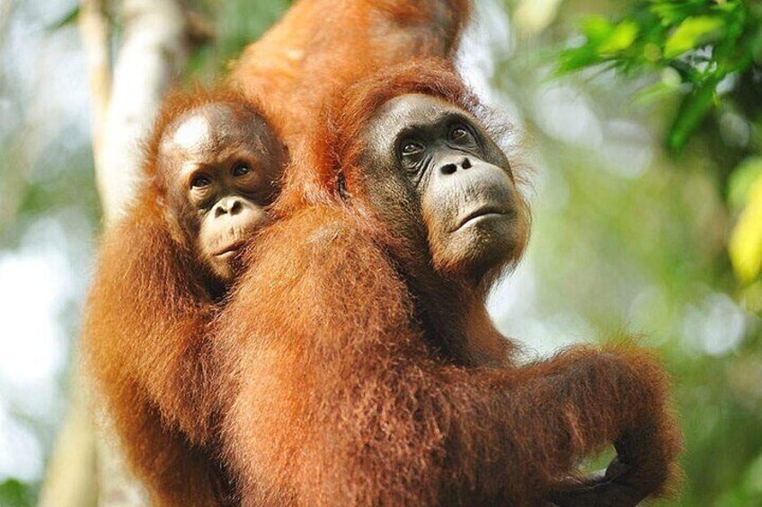 An orangutan with reddish-brown fur clinging to a tree branch. 2