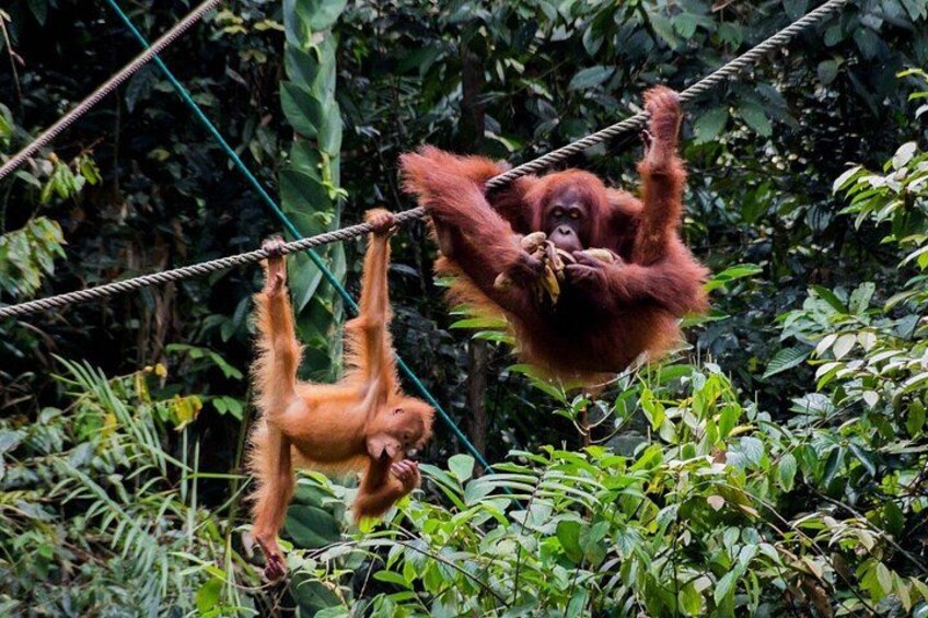 Two orangutans hanging from a rope in a forested area. 1