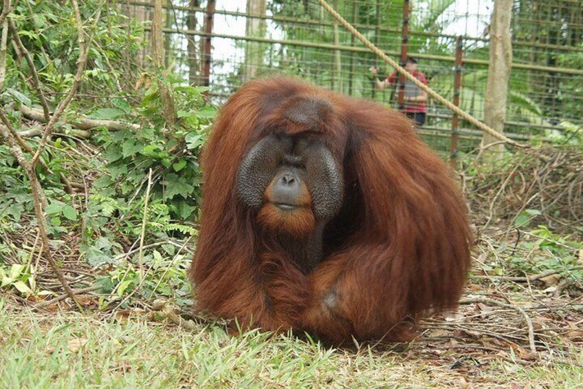 Fascinating firsthand experience of Malaysian orangutans 5