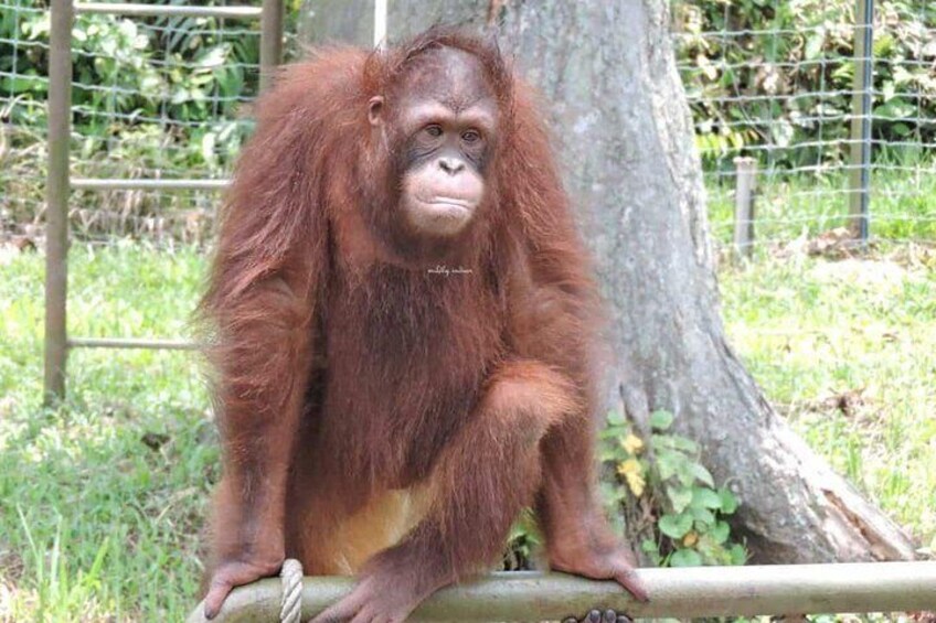 Orang Utan Island 4