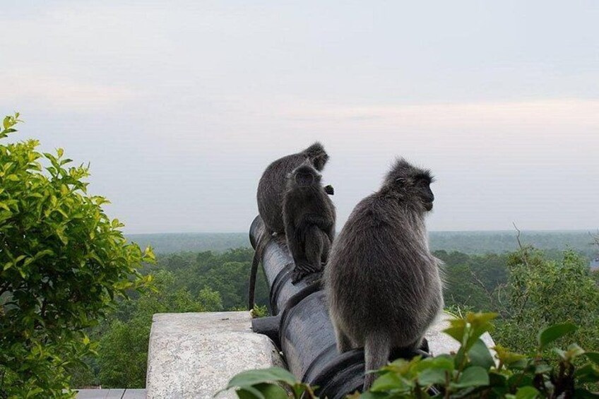 Kuala Selangor Sunset & Fireflies Tour with Fort Altingsburg 4