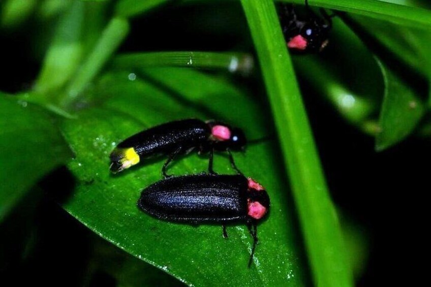 Firefly 5