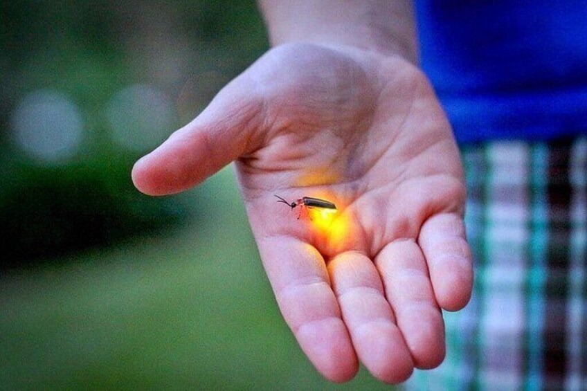 Kuala Selangor Sunset & Fireflies Tour with Fort Altingsburg 4