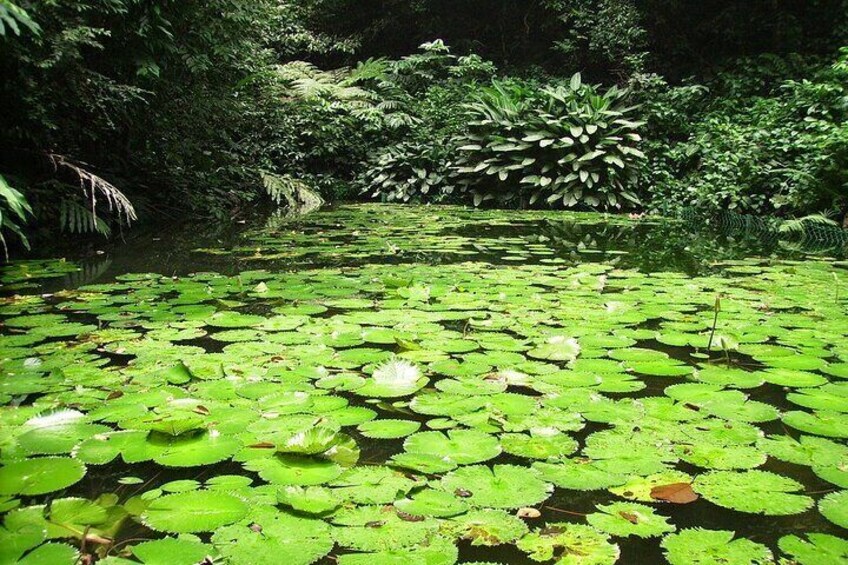 A pond with lily pads and dense greenery in the background. 5