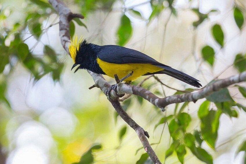 A bird perched on a branch with green leaves in the background. 3