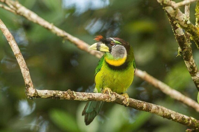 Fraser's Hill Bird-Watching & Nature Sightseeing Tour from Kuala Lumpur 2