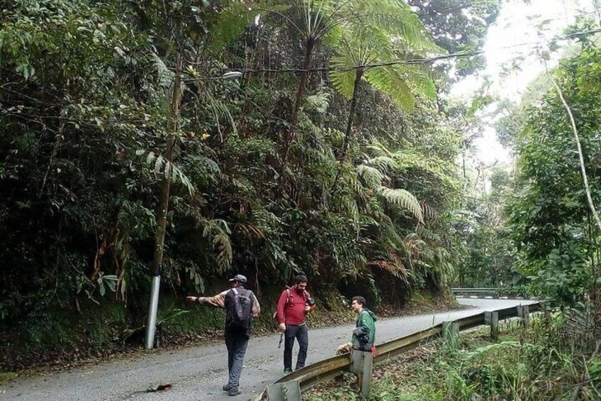 A forested hiking trail with dense vegetation and a wooden bridge. 2