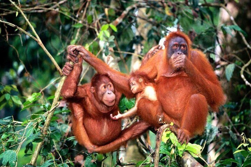 Day trip to the Orang Utan Island sanctuary in Bukit Merah 3