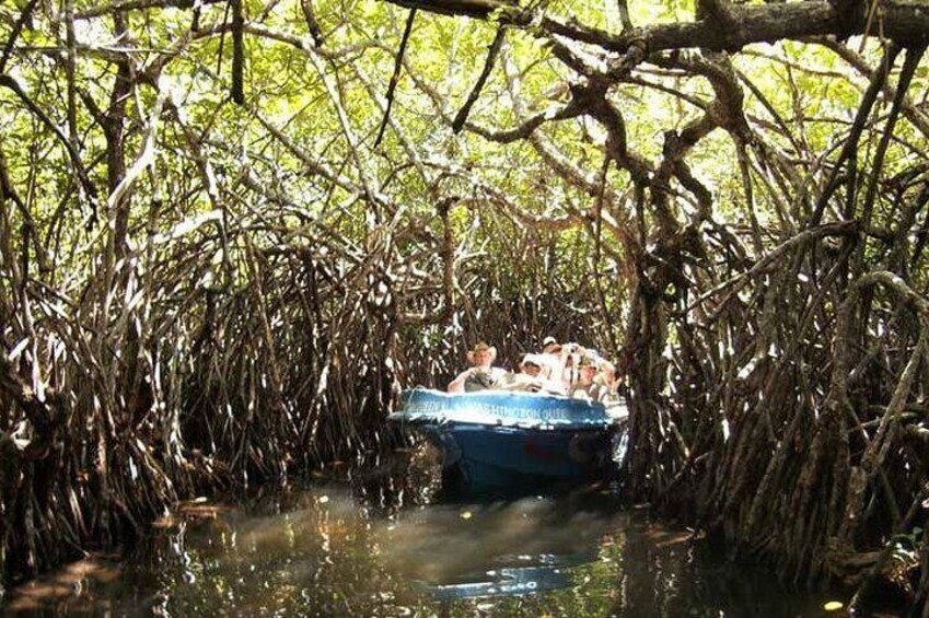 A boat navigating through mangrove roots in a waterway. 4