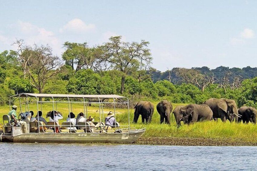 Chobe River Cruise