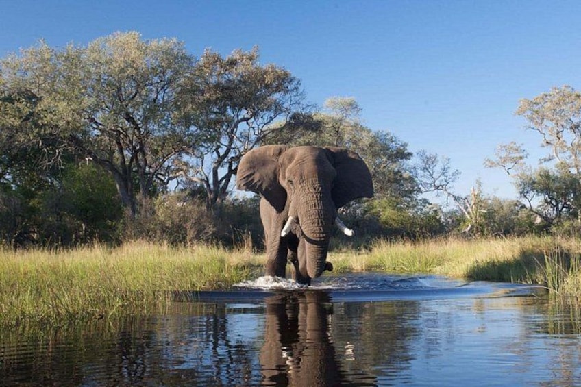 En elefant som står i ett grunt vattenområde med träd i bakgrunden. 2