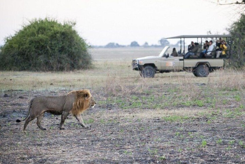 Chobe Park Game Drive