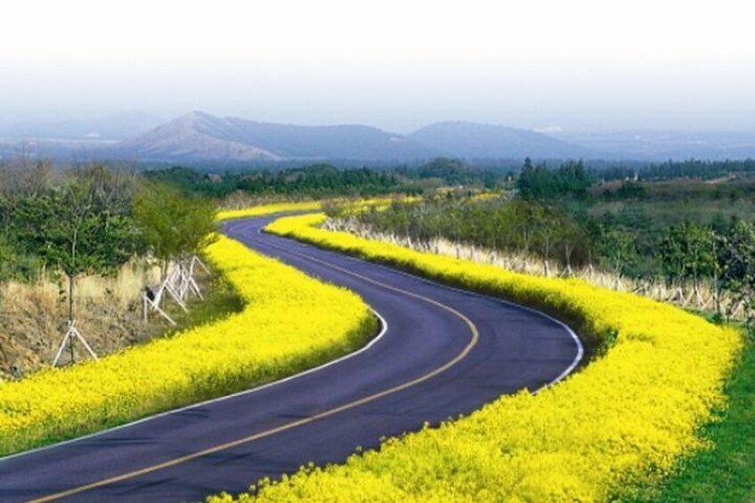Un camino serpenteante bordeado de flores amarillas, con montañas al fondo. 5