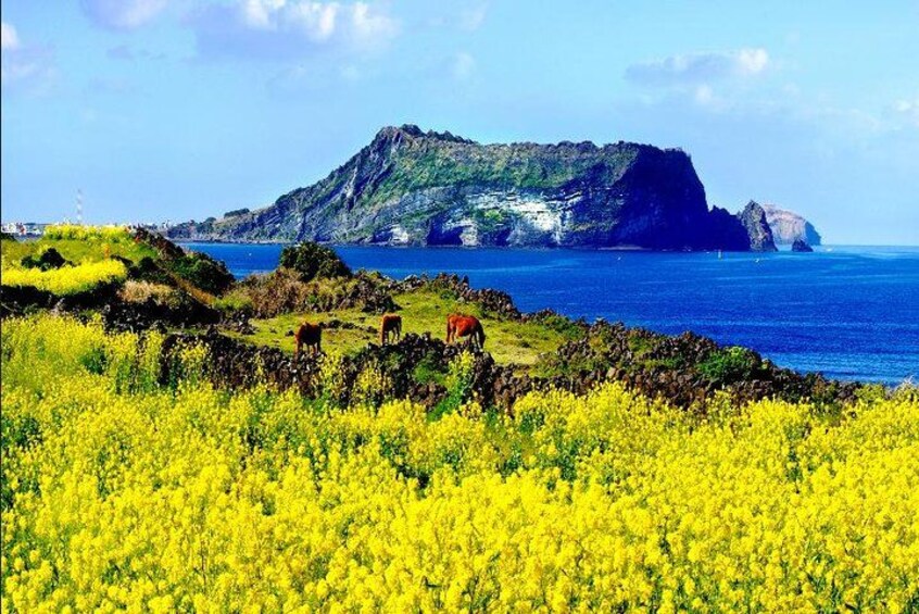 Kystlandskab med gule blomster, klipper og havet. 1
