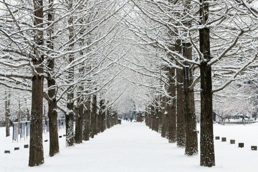 Nami Island Winter 2