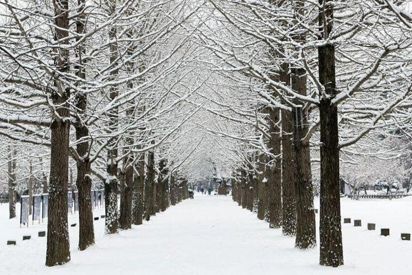 Een pad omzoomd door sneeuwbedekte bomen. 3