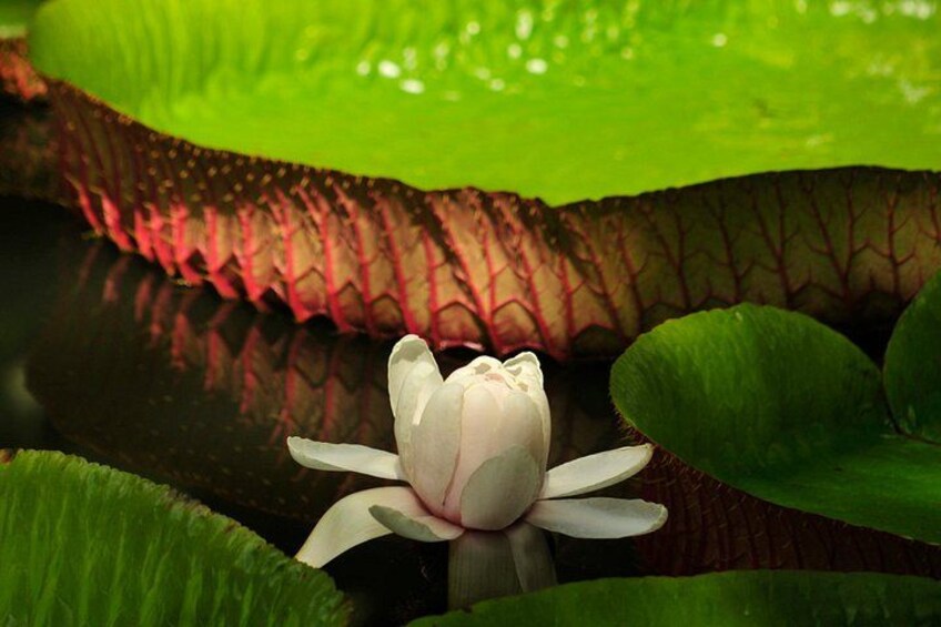 A white lotus flower in water surrounded by green lily pads. 3