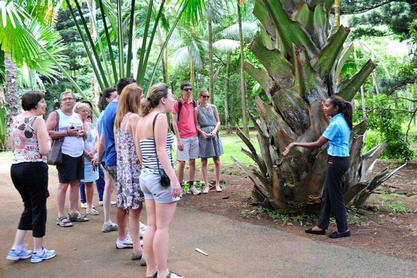 A group of people standing around a large tree in a tropical setting. 2