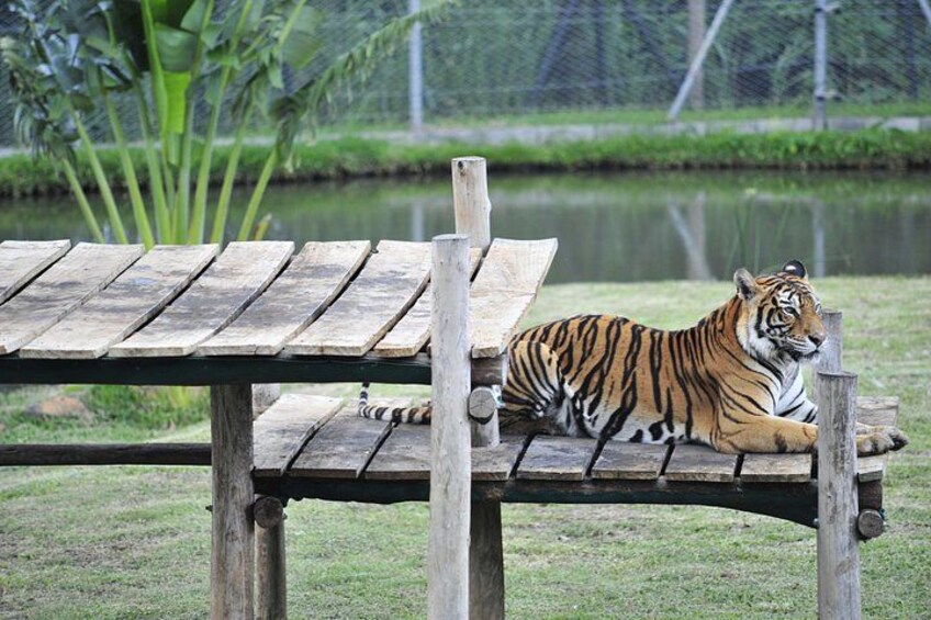 Un tigre descansando en un banco de madera junto a un cuerpo de agua. 2