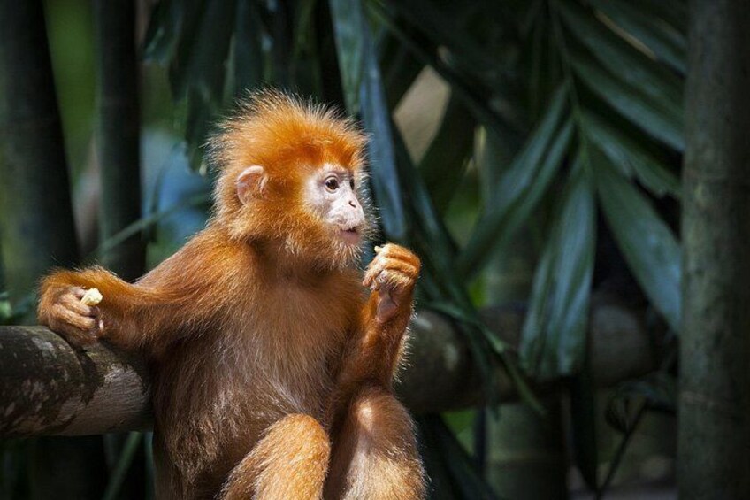 A monkey with reddish-brown fur sitting on a branch in a forested area. 2