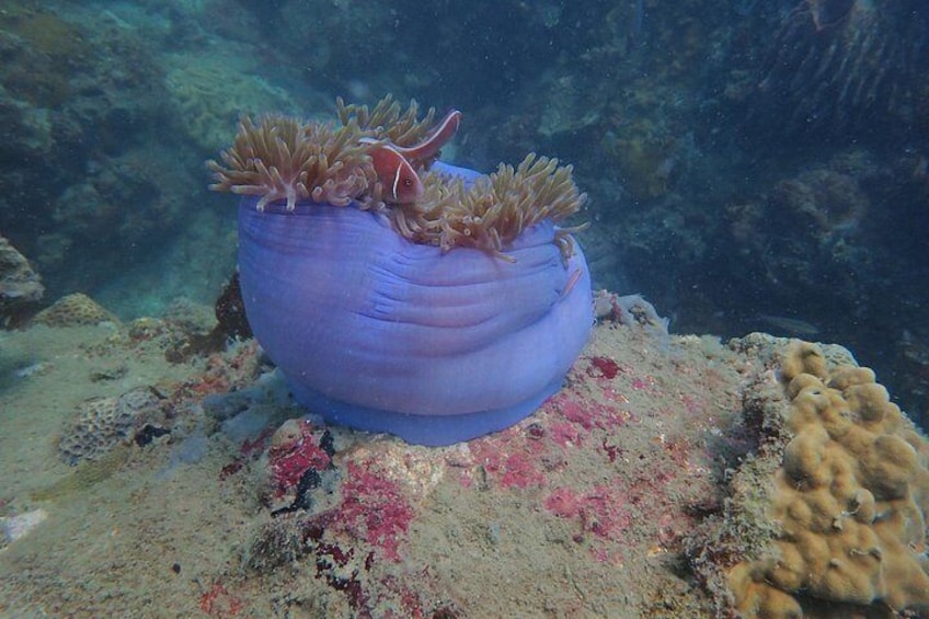 Una anémona púrpura grande con tentáculos en un arrecife de coral. 1