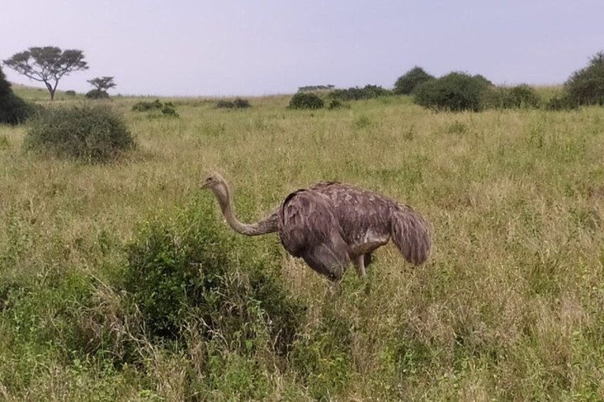 Ein Strauß auf einer grasbewachsenen Wiese, im Hintergrund vereinzelte Bäume. 4