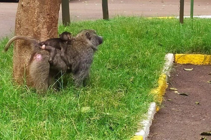 Two monkeys on grass near a tree. 2