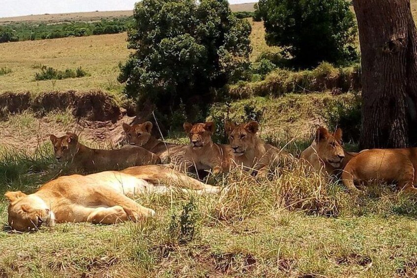 Nairobi National Park Half-Day Tour; Free Wi-Fi connection 3