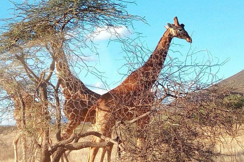 Eine Giraffe steht zwischen trockenen Bäumen und Sträuchern. 5