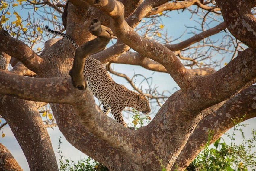 Nairobi National Park Half-Day Tour; Free Wi-Fi connection 2