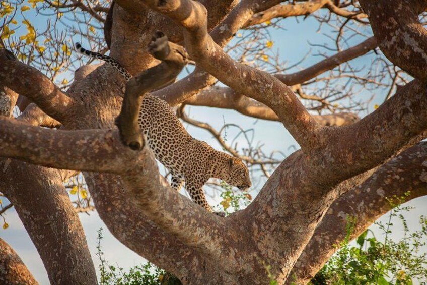Nairobi National Park Half-Day Tour; Free Wi-Fi connection 2