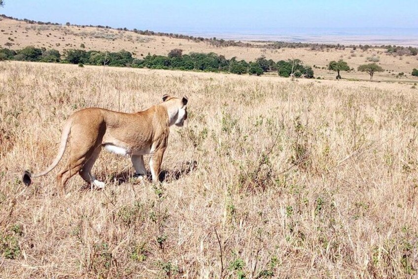 Nairobi National Park Half-Day Tour; Free Wi-Fi connection 3