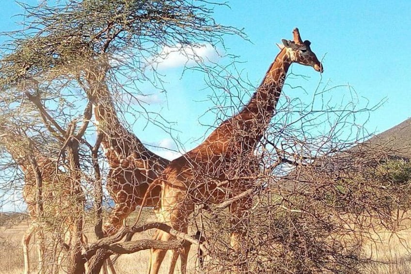 Nairobi National Park Half-Day Tour; Free Wi-Fi connection 5