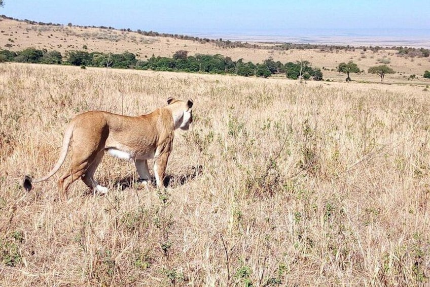 Nairobi National Park Half-Day Tour; Free Wi-Fi connection 2