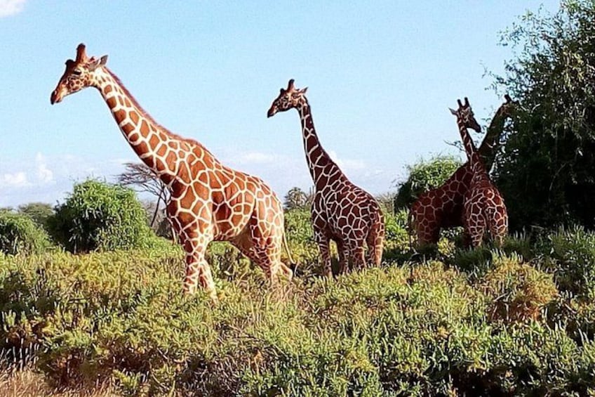 Safari Tour; Nairobi National Park 4