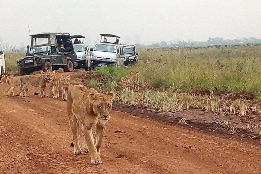 Safari Tour; Nairobi National Park 4